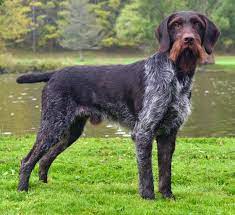 Puppyfinder.com is your source for finding an ideal german wirehaired pointer puppy for sale in colorado, usa area. German Wirehaired Pointer Info Temperament Puppies Pictures