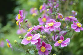 Die Anemone Japonica Mit Rosa Gelben Bluten Als Staude Im Garten Anemone Japanese Anemone Love Flowers