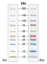 What kind of products does spectrum products make? Spectra Multicolor Broad Range Protein Ladder