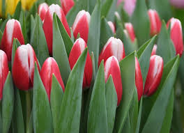 Tutti i mazzi di fiori ; Mazzi Di Tulipani Rosa 1 Fiore Mazzi Di Tulipani Rosa 1