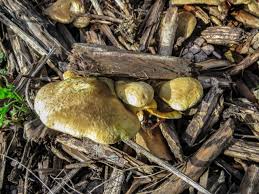 Image result for Paxillus panuoides