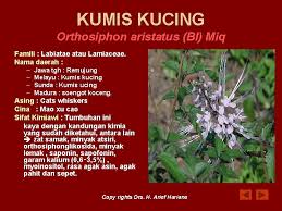 Check spelling or type a new query. Kumis Kucing Copy Rights Drs H Arief Hariana