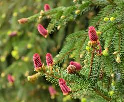 Check spelling or type a new query. Picea Abies Acrocona Norway Spruce