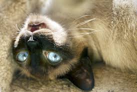 In alternative medicine circles, catnip is commonly. How Catnip Gets Your Cat High Vox