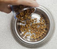 Dog food recall over salmonella. Salmonella And Pet Food Recalls