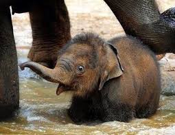 Pin On Adorable Mostly Cats