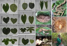 Image result for Dioscorea minutiflora