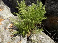 Image result for Afrosolen schimperi