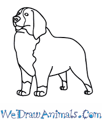 Use two long, curved lines to draw the second horn. How To Draw A Bernese Mountain Dog