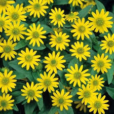 Image result for foto Vitálka