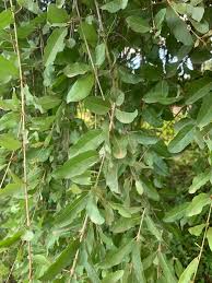 Image result for Combretum imberbe