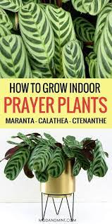Indoor Prayer Plant Care Tips Keep Your Maranta Calathea Or Ctenanthe Alive Prayer Plant Care Plant Care Houseplant Plant Care