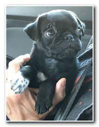 Bringing This Little Guy Home From The Breeder Quincy And Penny Have A New Little Brother Taking Name Recommendations Pug Dog Bulldog French Bulldog
