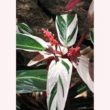 Image result for stromanthe