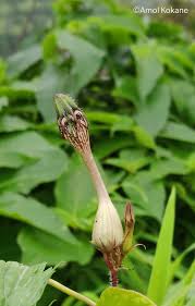 Image result for Ceropegia mirabilis