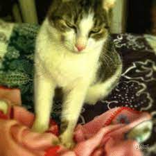 Check spelling or type a new query. Why Do Cats Love Making Biscuits Firepaw Inc