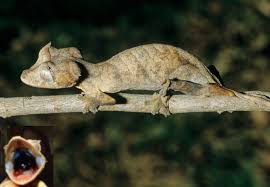 Image result for Urochloa platynota