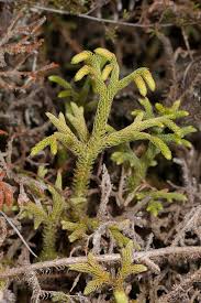 Image result for Lycopodiella cernua