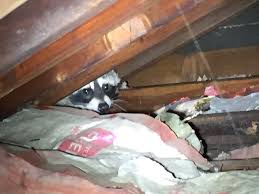Like rats and mice, bats can make scratching noises in your attic or other areas of your home, but one thing you should know is that bats tend to be relatively quiet. Hearing Noises In The Attic Westchester New York Intrepid Wildlife Services