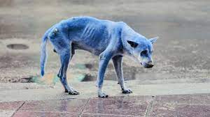 Das nun in russland beobachtete phänomen blau gefärbter hunde ist nicht ganz neu. In Chemie Geplumpst Blaue Hunde Geben Russischer Stadt Ratsel Auf The Weather Channel Artikel Von The Weather Channel Weather Com