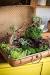 Desktop Garden