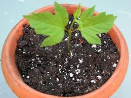 However, the ph of the soil will change the colour of the flowers of some varieties. Soil For Hydrangeas Diy