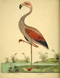 In deutschland darf man wildvögel nicht einfach fangen und mit nach. A Natural History Of Birds Antique Ornithology Print Biodiversity Heritage Library Botanische Prenten Vogels Vintage Illustraties