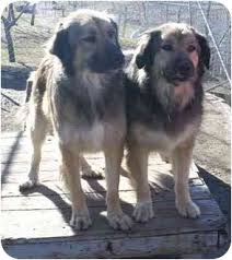 German shepherd great pyrenees mix. Bakersfield Ca Great Pyrenees Meet Kate Leopold A Pet For Adoption