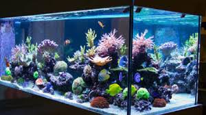 Aneka model meja aquarium jati jepara minimalis modern dan ukiran harga murah mulai 3 jutaan.meja aquarium modern dari ukuran 120 sampai 2. Macam Macam Ikan Hias Akuarium Yang Populer Mudah Dipelihara Hot Liputan6 Com