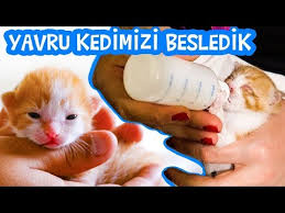 Yavru Kedi Nasil Beslenir Umikids Mira Ile Yavru Kedi Bakimi Youtube