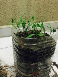 Kini, ada sistem hidroponik sederhana menggunakan wick (sumbu) yang dapat dipraktikkan sendiri di rumah bahkan oleh orang awam sekalipun. Cara Diy Tanam Benih Cili Merah Di Rumah Blog Cik Matahariku