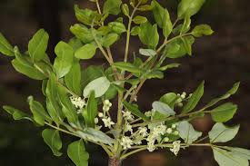 Image result for Ekebergia benguelensis