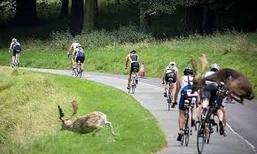Wielrenner Wordt Van Zijn Fiets Gerend Door Een Hert Fiets Hert Voertuigen