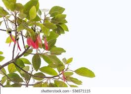 Image result for Dipterocarpaceae