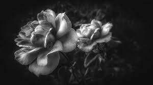 By sheba (toronto, ontario, canada). 29 054 Closeup Black White Rose Photos Free Royalty Free Stock Photos From Dreamstime