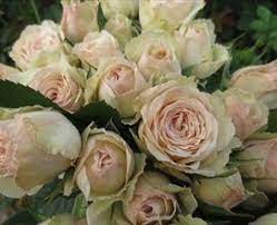 Celestial Spray Rose Roses Flowers By Category Sierra Flower Finder Wholesale Flowers Spray Roses Diy Wedding Flowers
