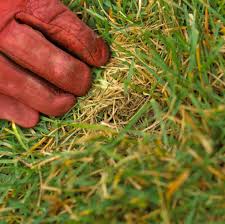 If its spongy or bouncy under your feet, and feels kind of springy, you need to dethatch. Why When And How To Dethatch A Lawn Better Homes Gardens