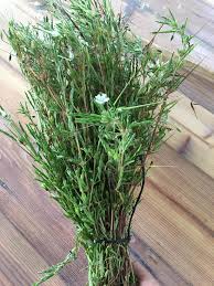 Image result for Athrixia phylicoides