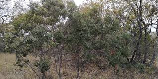 Image result for Hippocratea longipetiolata