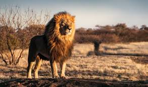 And the opportunity to see these animals roaming around in the wild may not be there in the future because there are several which are listed as vulnerable and. South Africa Animals Wildlife Big Five Animals In South Africa