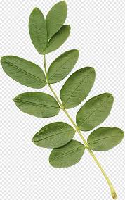 Well you're in luck, because here they come. Green Leafed Art Leaf Plant Stem Acacia Eucalyptus Leaves Branch By Flower Png Pngwing