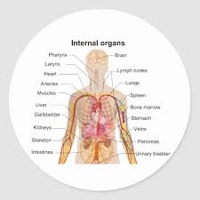 An organ is a collection of tissues joined in a structural unit to serve a common function. Nfcqe1rejcpukm
