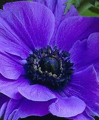Anemone Giant Blue Poppy Single Anemone Giants Indoor Bulbs Flower Bulbs Index Bulb Flowers Beautiful Flowers Anemone