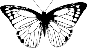 7,892 free images of butterfly wings. Download Hd Butterfly Black Butterfly Clipart Png Butterfly Wing Black And White Transparent Png Image Nicepng Com