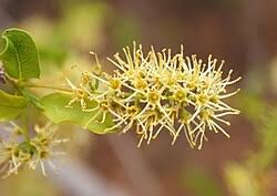 Image result for Combretum apiculatum
