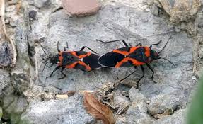 Maybe you would like to learn more about one of these? How To Get Rid Of Boxelder Bugs Easy Control Prevention Guide