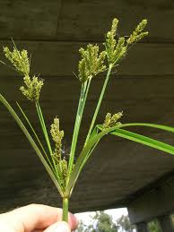 Image result for Cyperus exaltatus