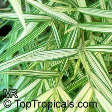 Image result for Pogonatherum paniceum