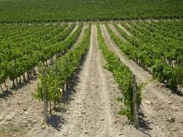Vineyards Around Narbonne France Www Audetourisme Com Http Www Fasthotel Com Languedoc Roussillon Hotel Narbonne Narbonne Narbonne France Vacances