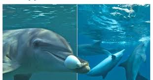 Dolphins Know How To Party Funny Animals Tumblr Funny Dolphins